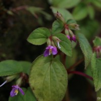 Sonerila crassicaulis Lundin